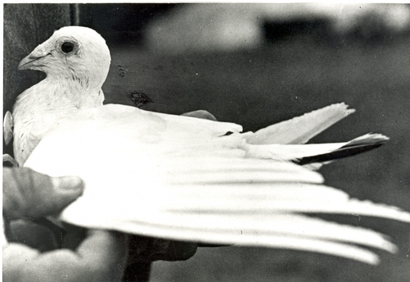 White Vision, a pigeon who won her medal for delivering a message from a flying boat forced to ditch off the coast of Scotland in 1943.