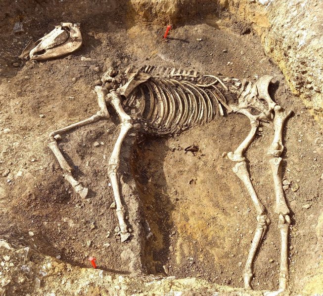 Horse burial at Langport Roman settlement site
