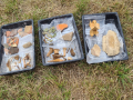 20250727_Finds-trays-Cerne-Abbey-dig-scaled