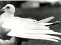 White Vision, a pigeon who won her medal for delivering a message from a flying boat forced to ditch off the coast of Scotland in 1943.