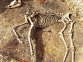 Horse burial at Langport Roman settlement site